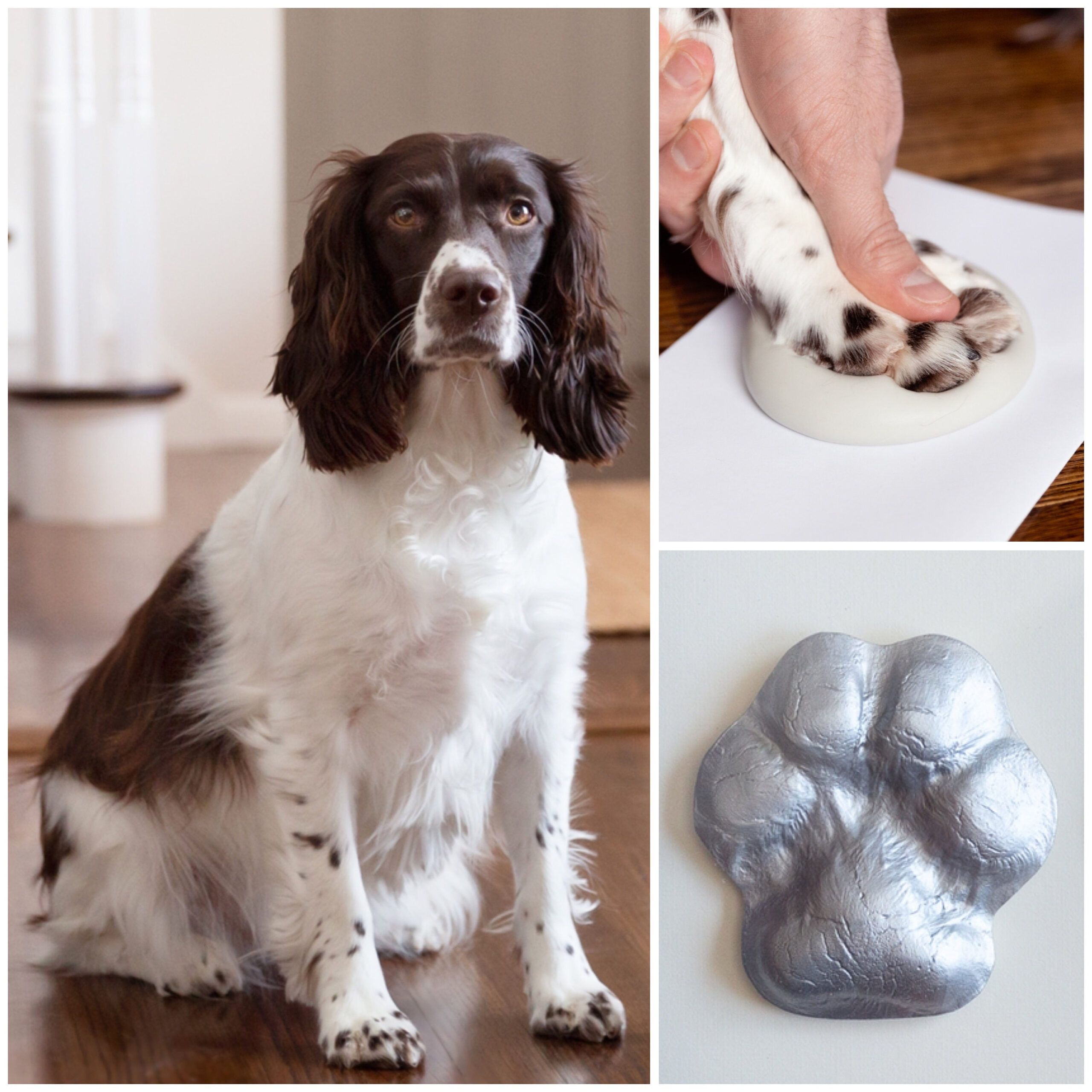Pet Casting, Paw Cast, Paw Print, Diy Casting Kit, Keepsake For Dog ... intended for Dog Memorial Kit