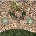 World Menagerie Nishit Bursting Sun Glowing Stepping Stone &amp; Reviews ... for Beyond Aesthetics Exploring the Benefits of Bursting Sun Glowing Stepping Stones