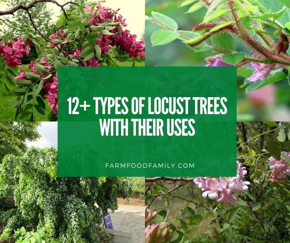 12 Types Of Locust Trees With Identification, Their Uses, And Pictures in