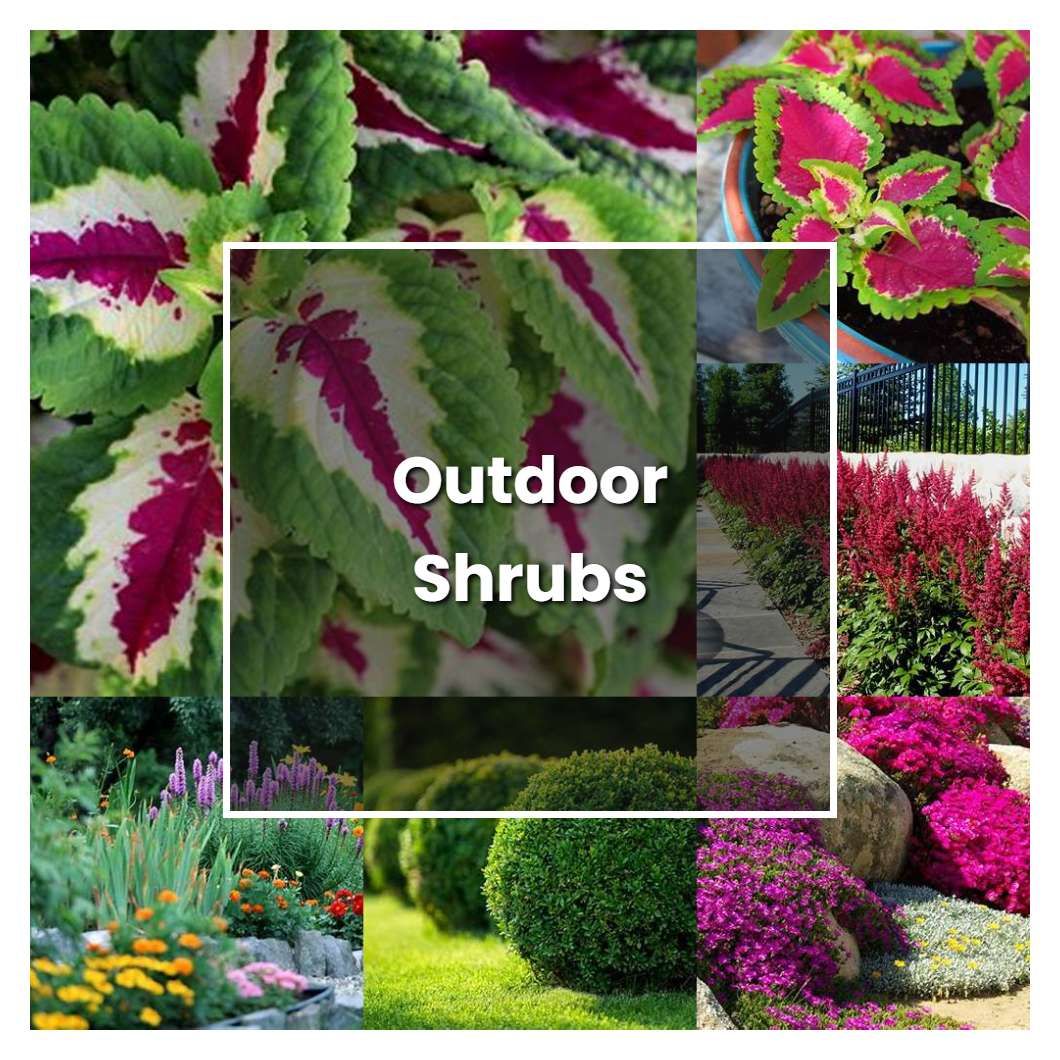 How To Grow Outdoor Shrubs - Plant Care &amp; Tips | Norwichgardener within