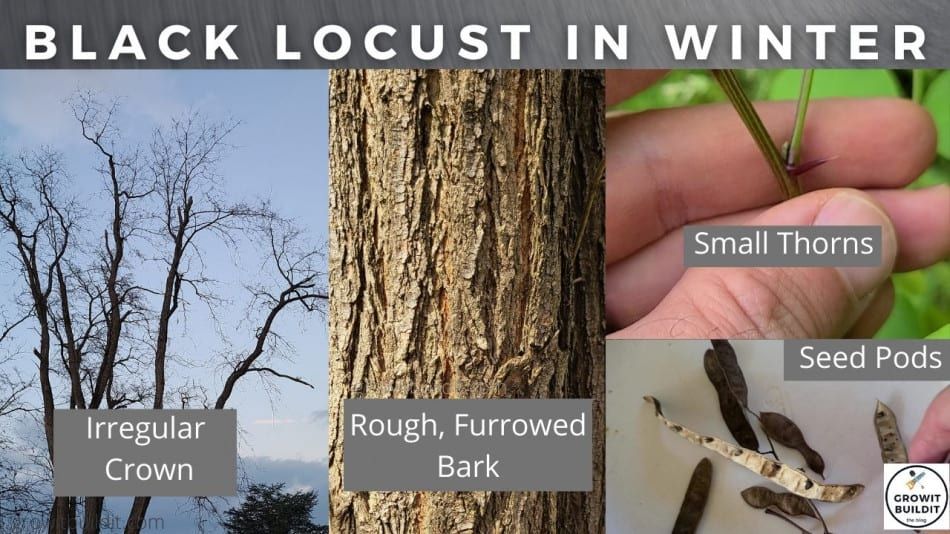 Locust Tree Wood in Understanding Locust Wood Its Properties and Best Uses