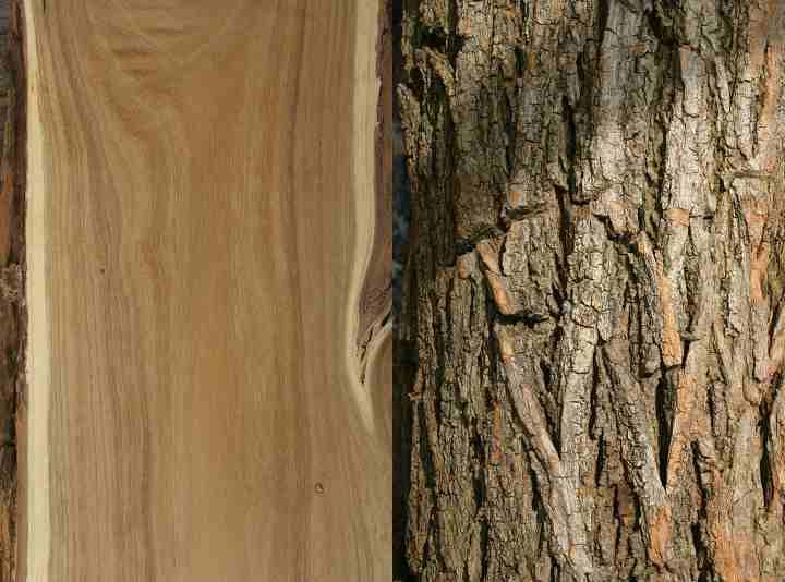 Locust Tree Wood with regard to