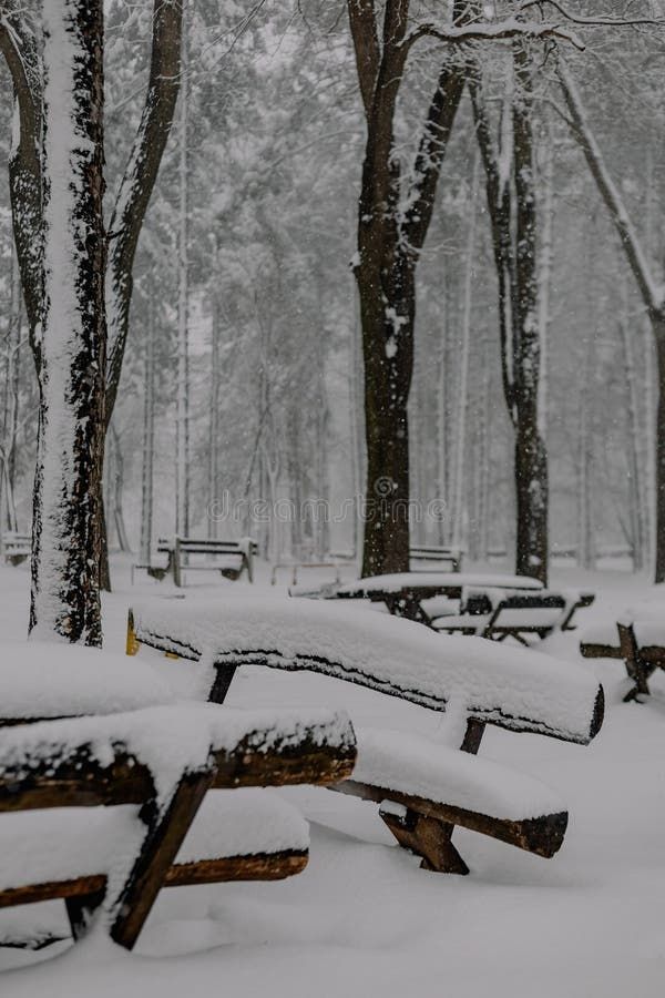 Many Wooden Picnic Tables Covered In Snow And Trees Near The Woods ... regarding
