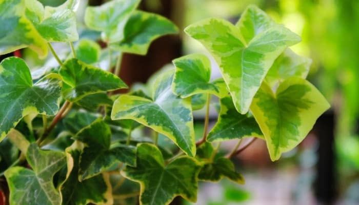 English Ivy: Hedera Helix Indoor &amp;Amp; Outdoor Care [Full Guide] in