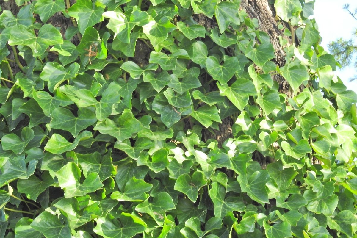 How To Care For English Ivy? (Ultimate Care Guide) » Simplify Plants with regard to Bringing the Outdoors In A Guide to Silk English Ivy