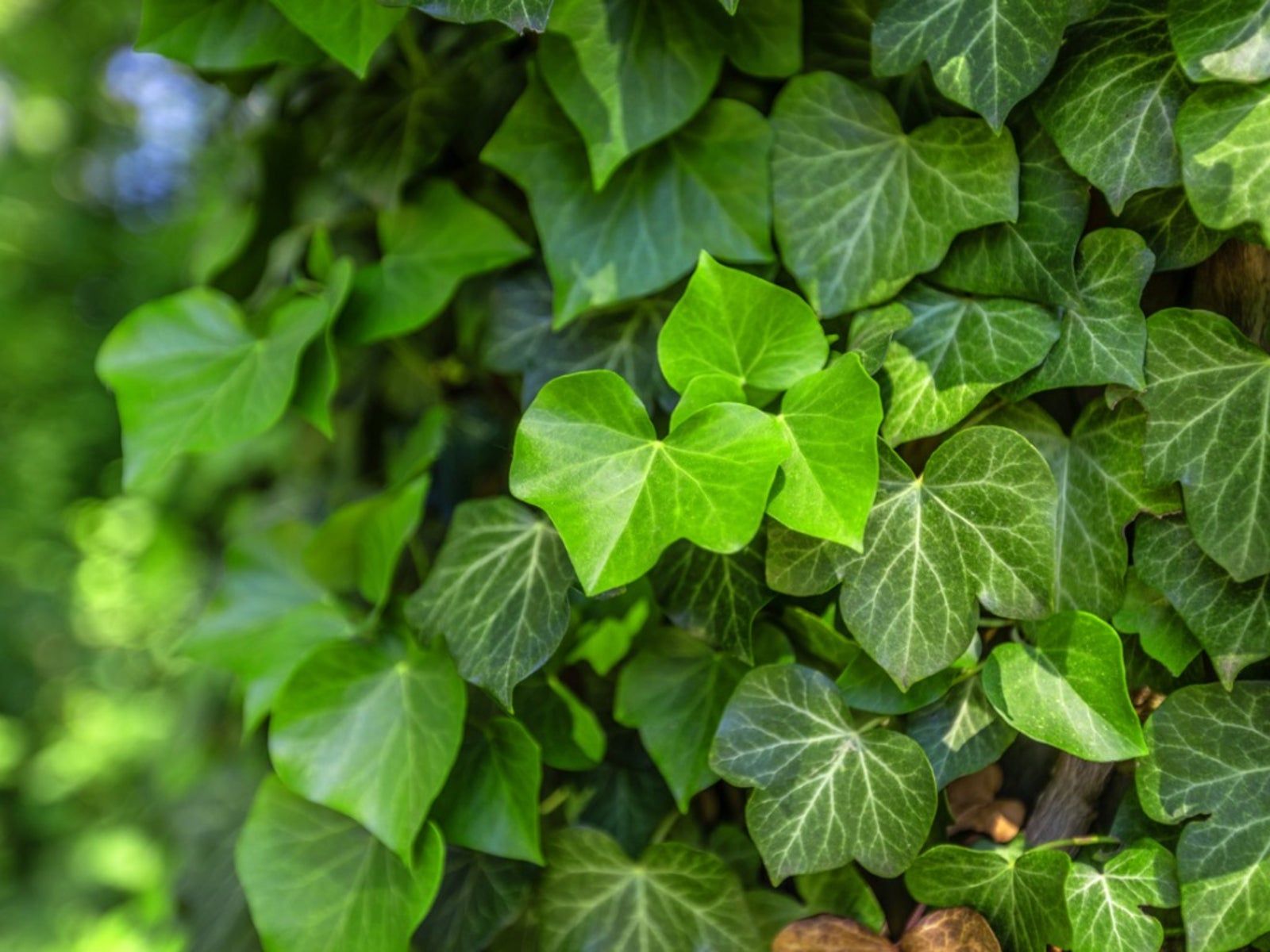 How To Grow And Care For English Ivy In The Garden | Gardening Know How regarding Bringing the Outdoors In A Guide to Silk English Ivy