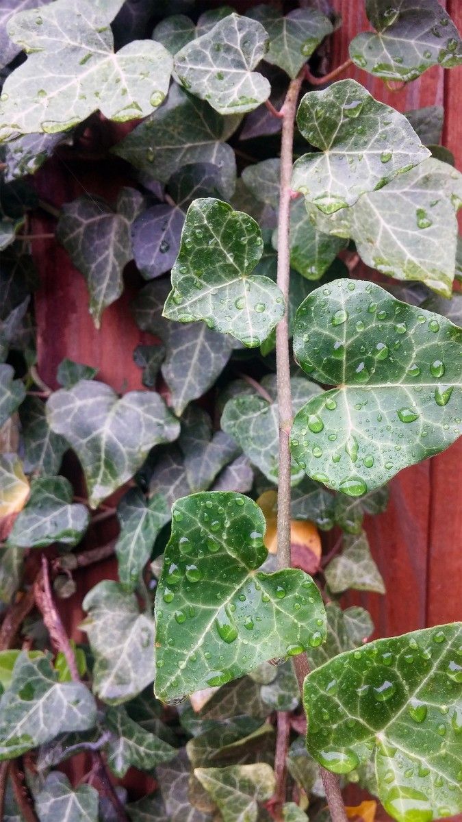 How To Grow English Ivy | Dengarden intended for