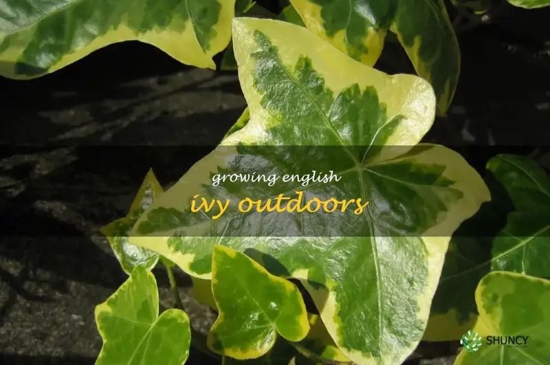 How To Plant And Care For English Ivy Outdoors | Shuncy intended for