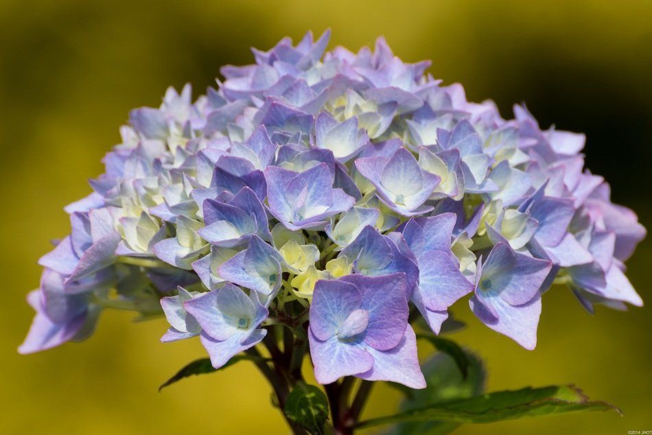 Purple Blue Hydrangea Blossom Free Image Download pertaining to