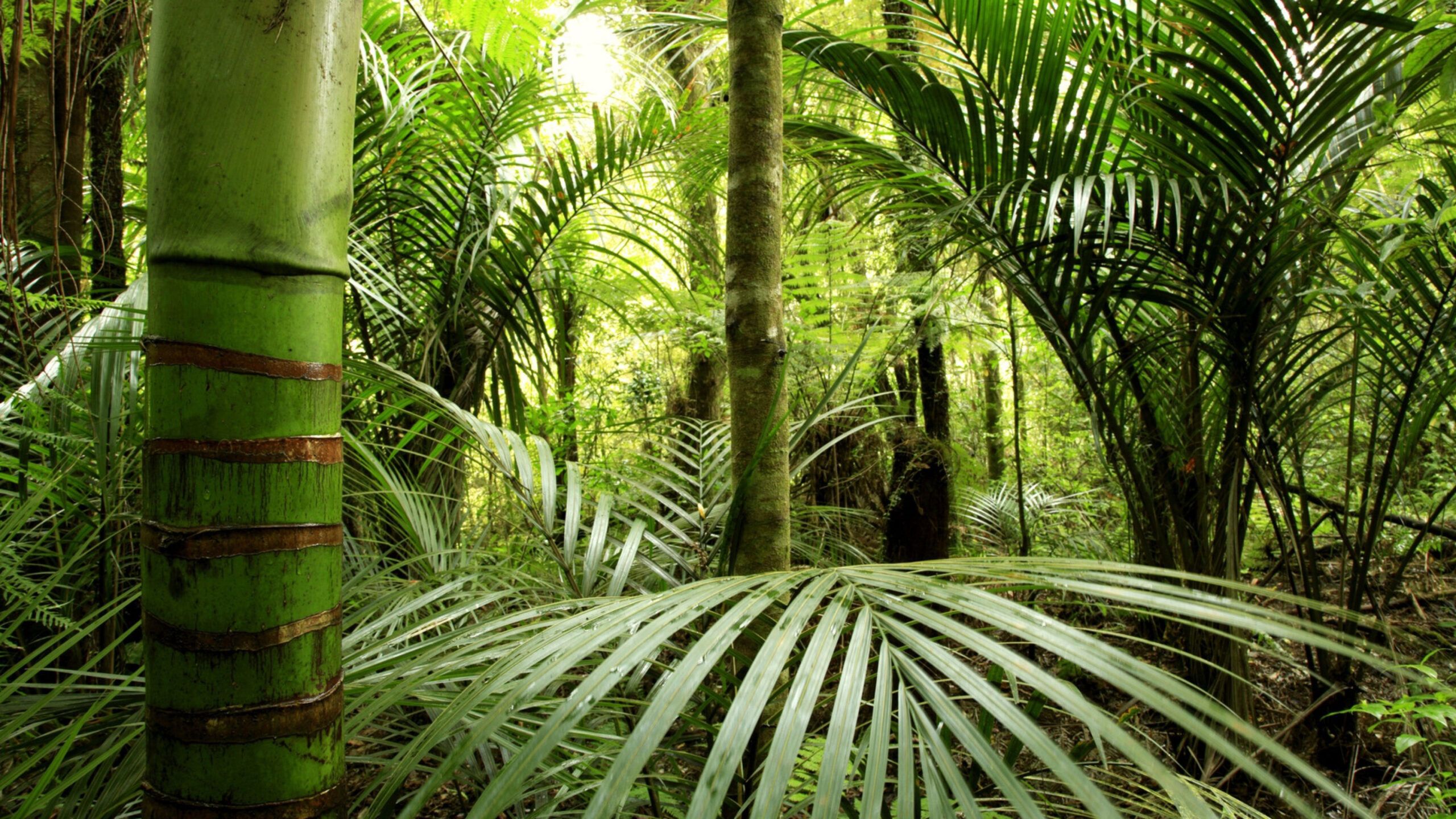 3840X2160 Wallpaper Jungle, Bamboo, Greens, Leaves | Jungle Wallpaper ... within Gdf Studio Soleil Outdoor Chaise Lounge Cushion, Jungle Green