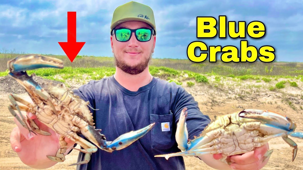 Blue Crab Catch &amp; Cook! (Galveston, Texas) - Youtube intended for Visions Blue Crab, 20"X20"
