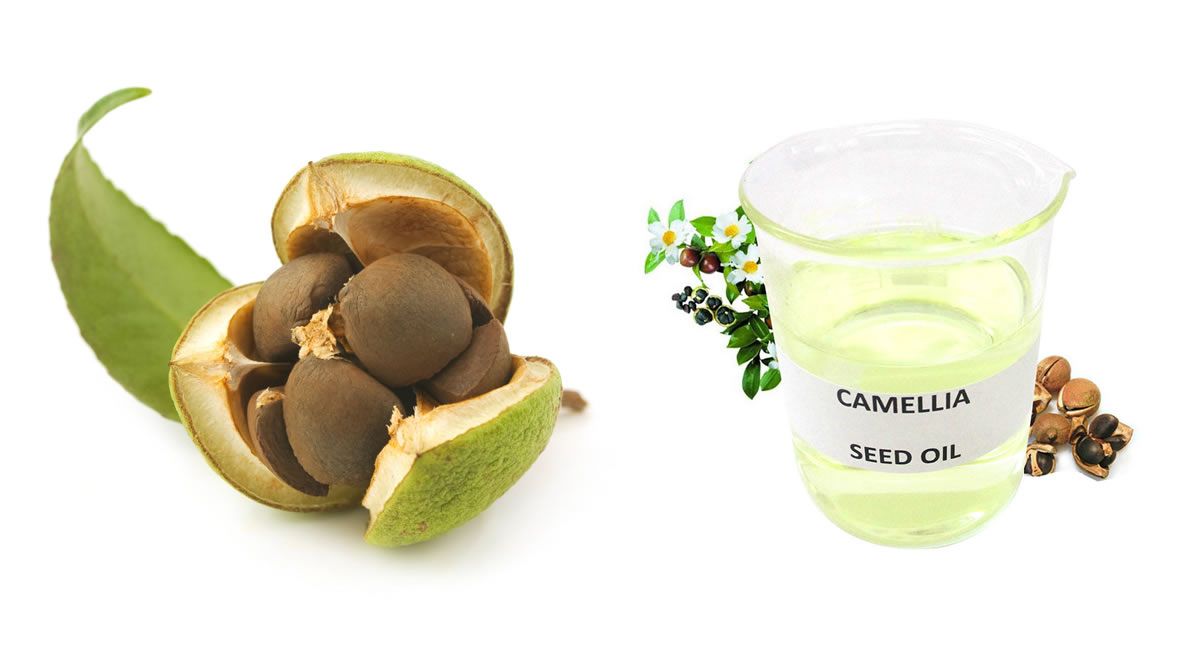 Camellia Oil (Camellia Seed Oil) 100% Pure Natural Plant Extract - Ruistars pertaining to Camellia oil maintenance tips every gardener should know