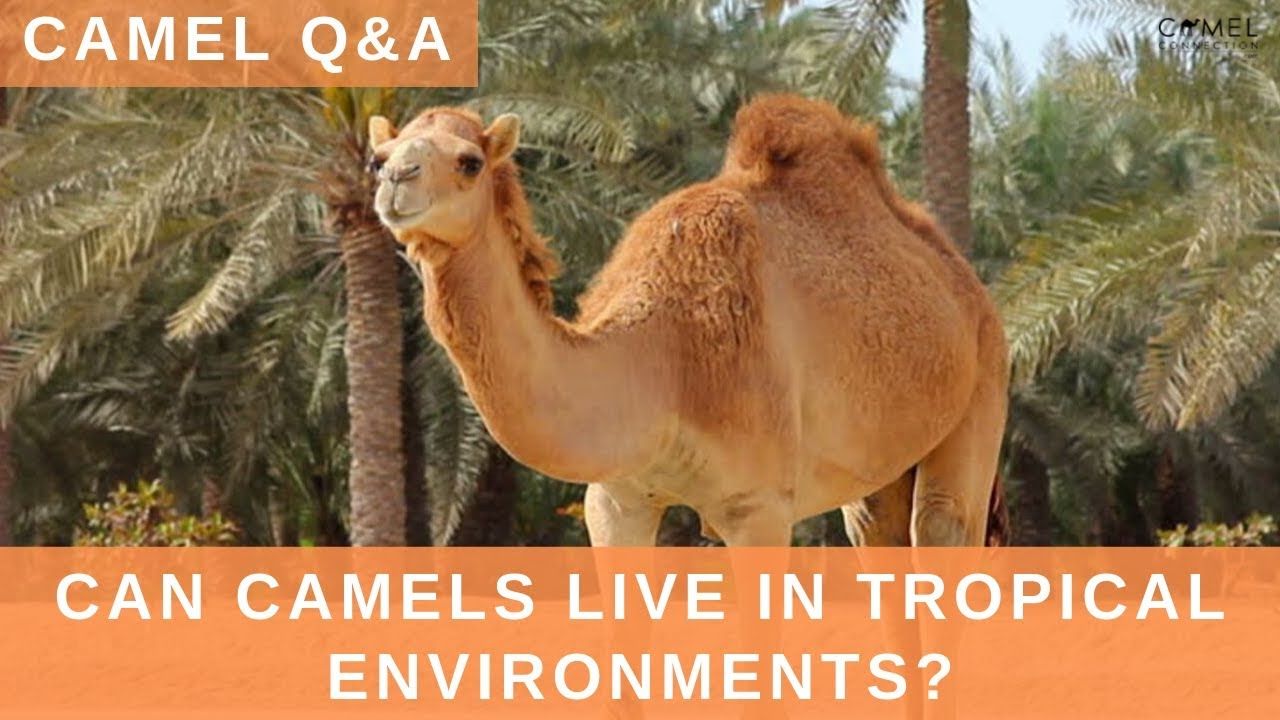 Can Camels Live In Tropical Environments? [Camel Q&amp;A] - Youtube in Chiseled Camel Indoor/Outdoor Performance Pillow, 20"X20"