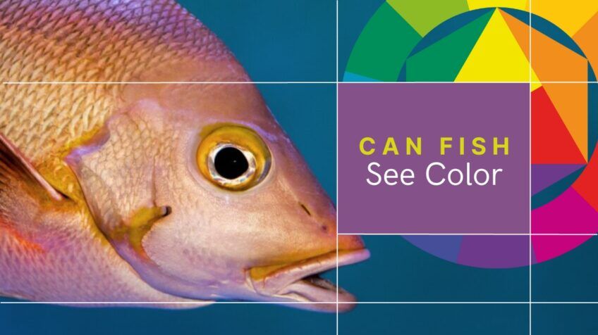 Can Fish See Color? The Fascinating Science Behind Underwater Vision ... for Exploring the Science Behind Visions II Rainbow Fish Pearl Pillow Design