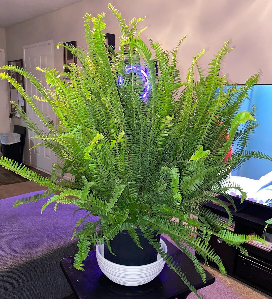 Discover The Benefits Of Ferns And How To Care For Them throughout Pink Fern Leaves 20X20 Indoor/Outdoor Pillow