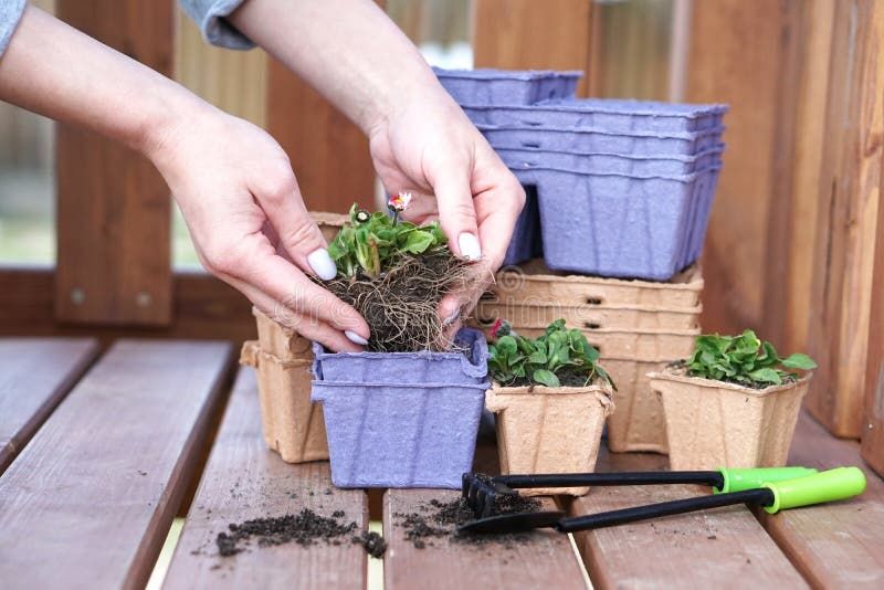 Eco-Friendly Pots For Seedlings. Paper Pots With Flowers. Woman ... for Compostable Seedling Trays Eco
