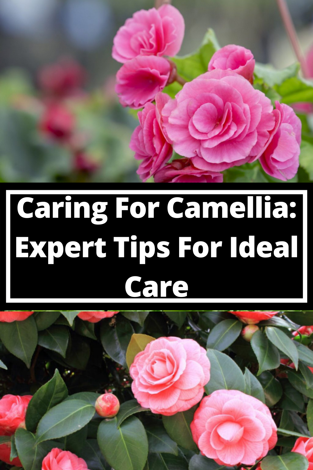How To Identify And Treat Common Camellia Diseases – Artofit with regard to Camellia oil maintenance tips every gardener should know