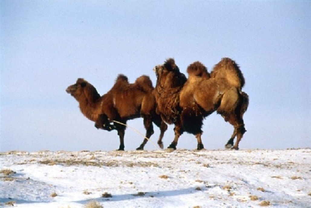 Iwata Camel Pillow | Products | Alexcious pertaining to Chiseled Camel Indoor/Outdoor Performance Pillow, 20"X20"