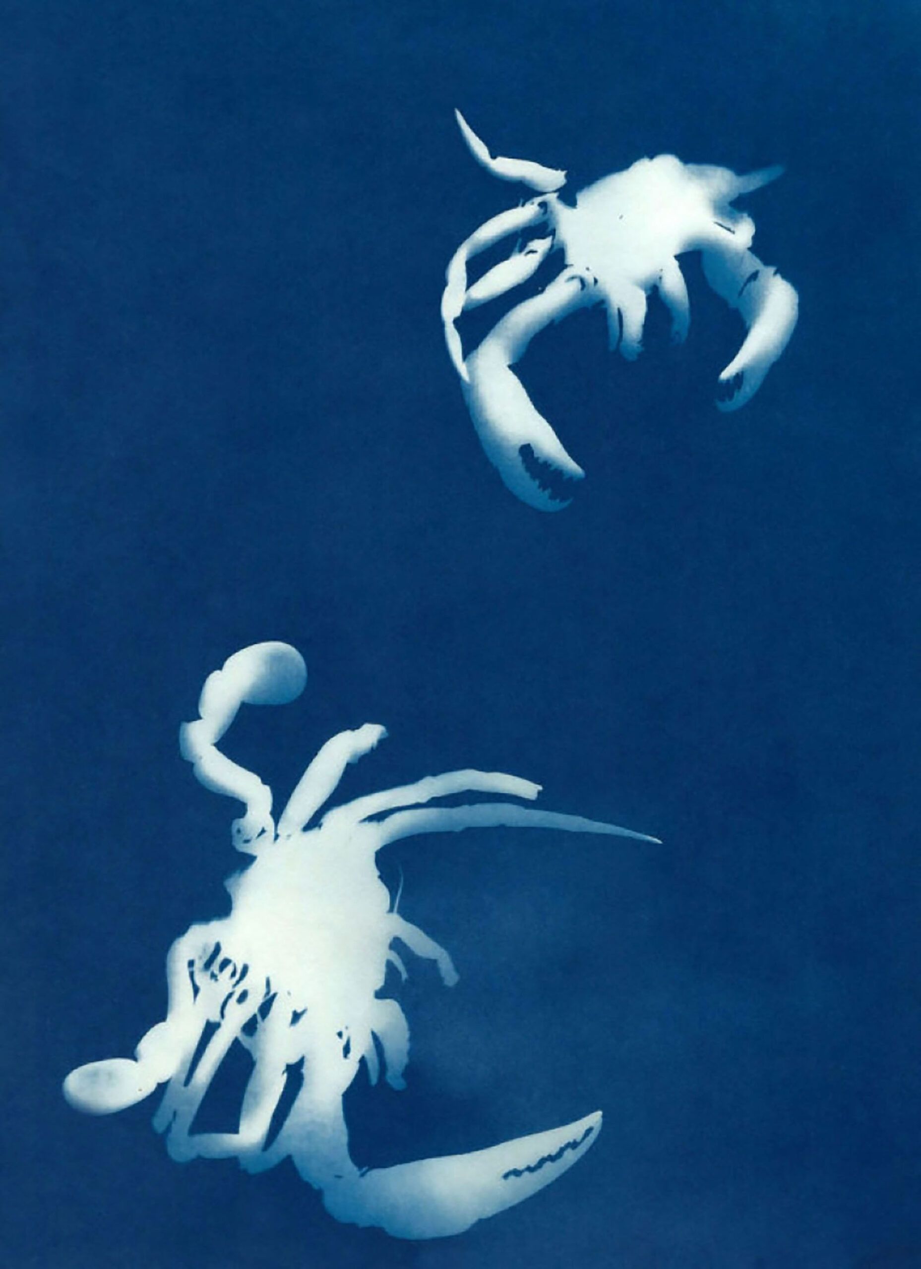 Oxford American | Crab Anatomy throughout Visions Blue Crab, 20"X20"