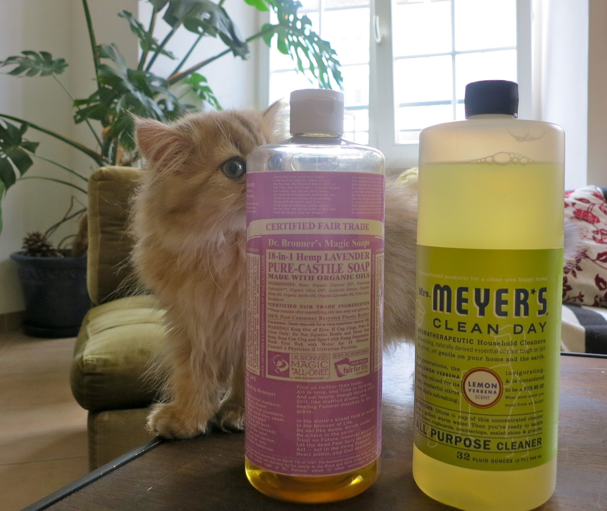 Pet-Friendly Diy Cleaning Products | Meow Lifestyle regarding Safe Bathroom Cleaner For Pets