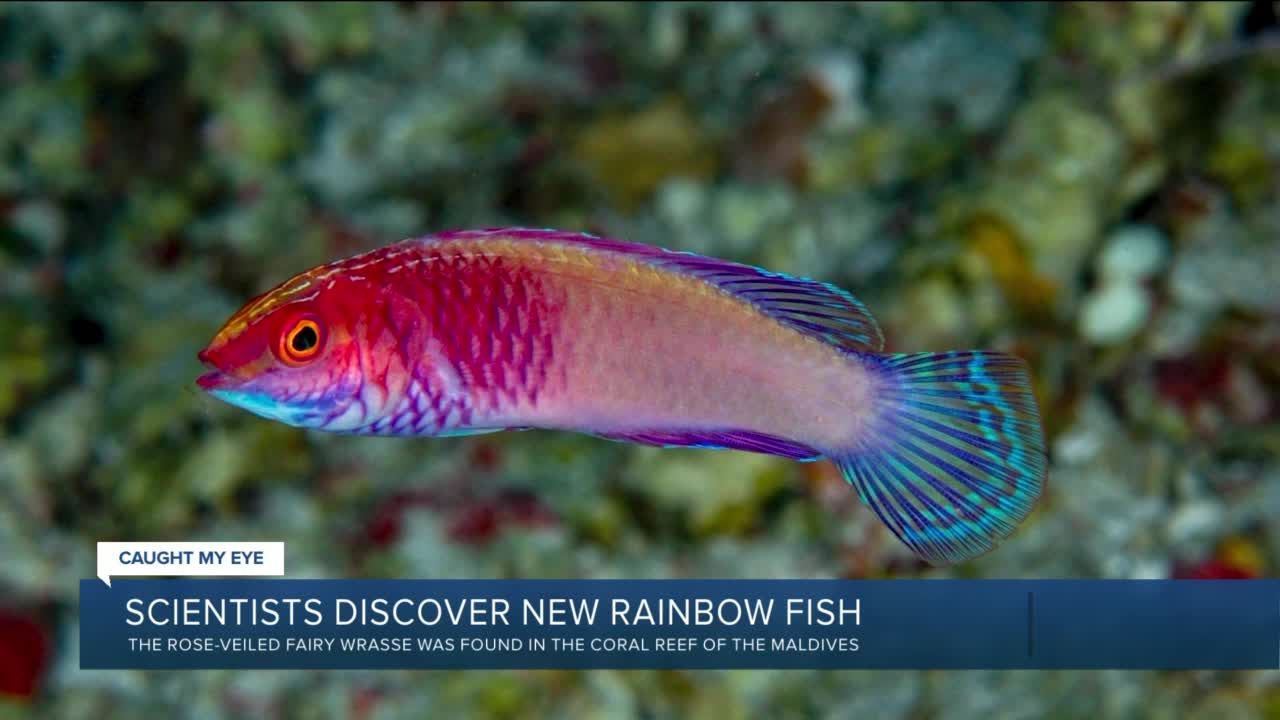 Real Rainbow Fish throughout Exploring the Science Behind Visions II Rainbow Fish Pearl Pillow Design
