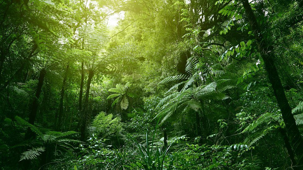 Sensory Stories: Let's Go Out To A Jungle - Bbc Bitesize in How Jungle Green Outdoor Cushions Enhance Patio Living Spaces