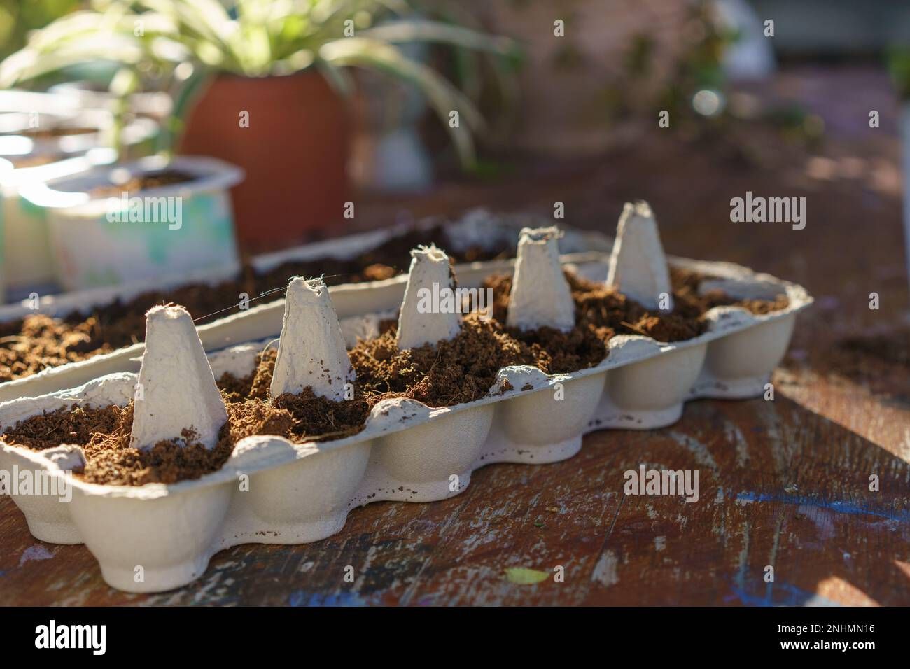 Sustainable Egg Carton Seedling Container Recycled And Reused To Be ... pertaining to Compostable Seedling Trays Eco