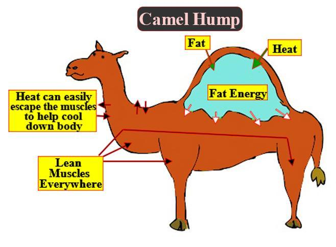 The Camel’s Hump Is Made Of Which Tissues?(A) Skeletal(B) Muscular(C ... with The Science Behind Chiseled Camel Pillow Performance in Various Environments