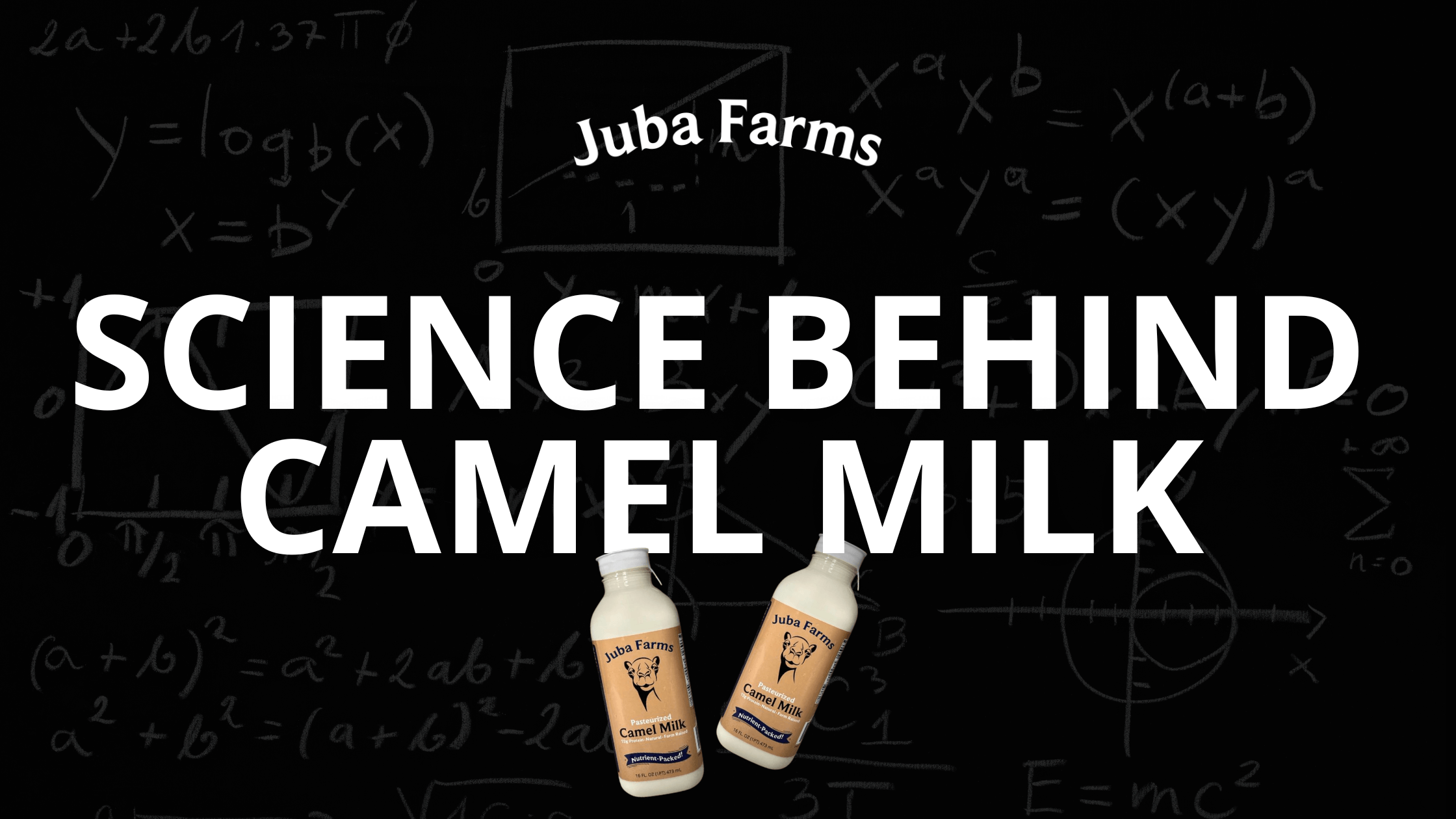 The Science Behind Camel Milk Explained – Juba Farms regarding The Science Behind Chiseled Camel Pillow Performance in Various Environments