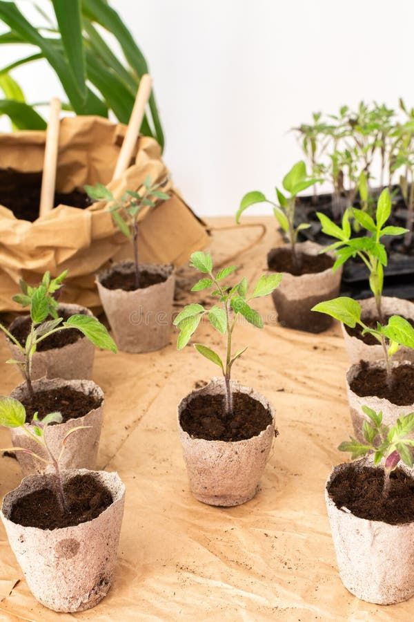 Young Green Seedlings Of Tomato In Eco Friendly Pots, Transplanting ... pertaining to Compostable Seedling Trays Eco