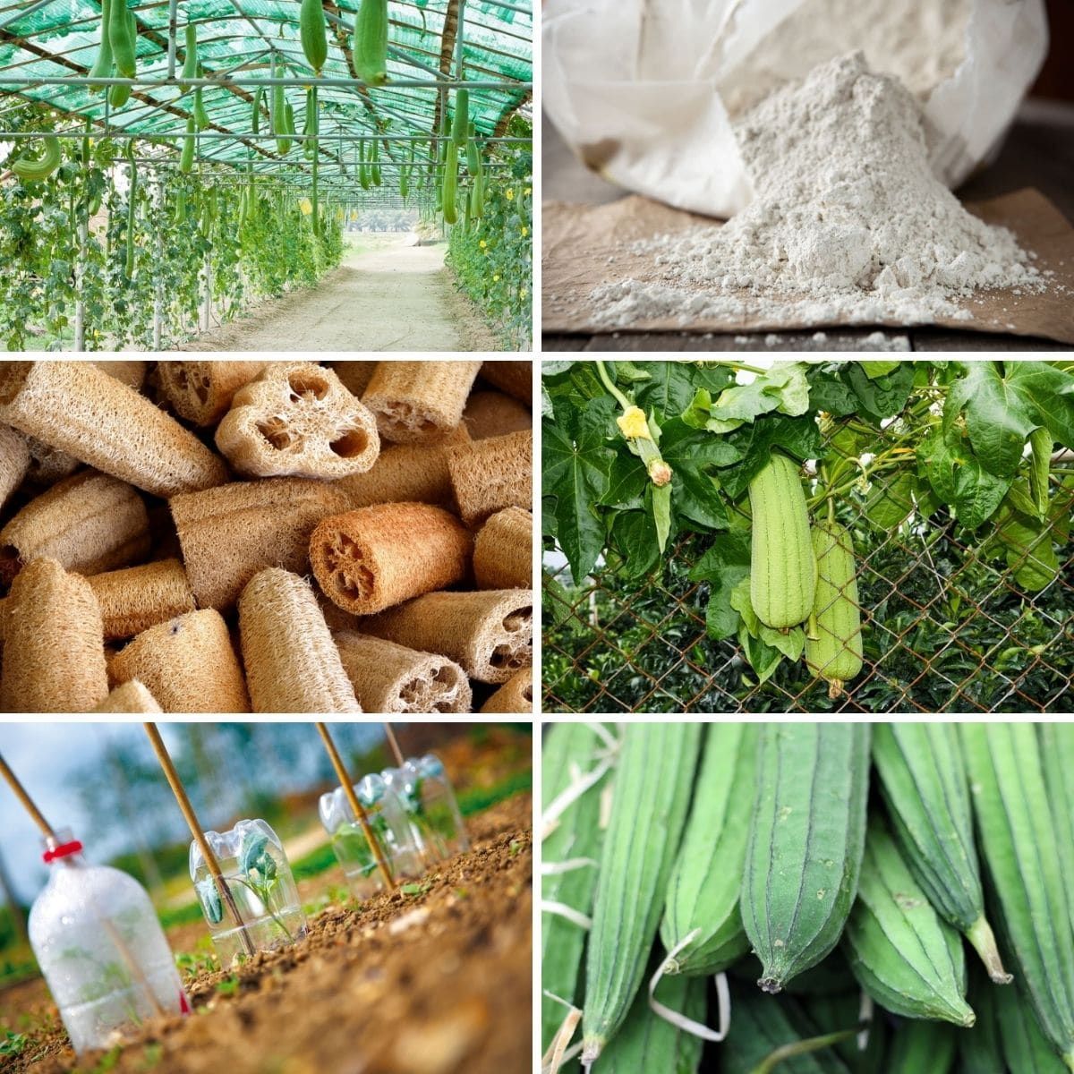 Natural seed starting methods using loofah sponges explained