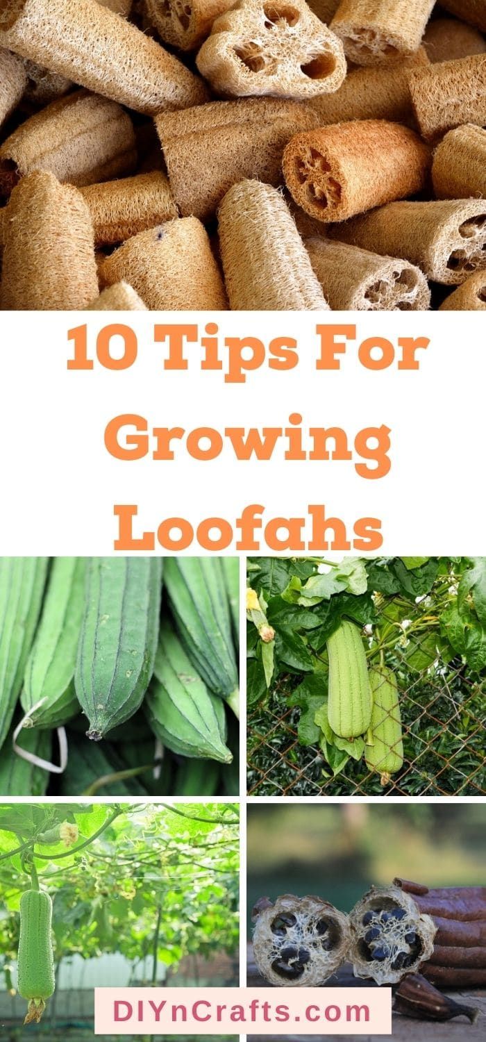 10 Amazing Tips For Growing Loofahs From Seeds - Diy &amp; Crafts with regard to Natural Loofah Seed Starters