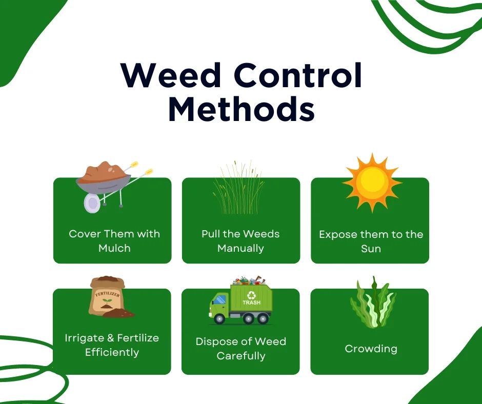 10 Excellent Methods For Weed Control In Your Lawn with Comparing conventional and sustainable weed prevention methods