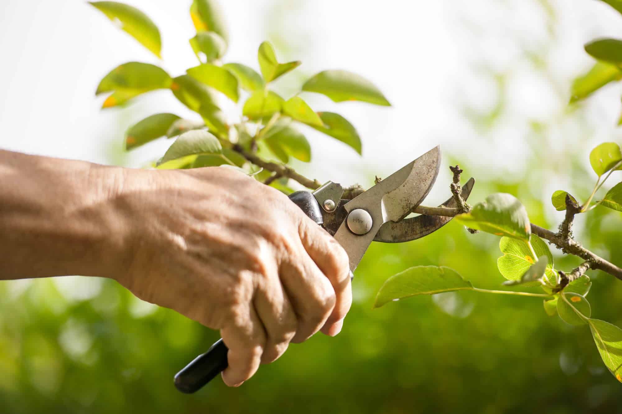 Understanding the benefits of solar powered garden pruner for sustainable gardening
