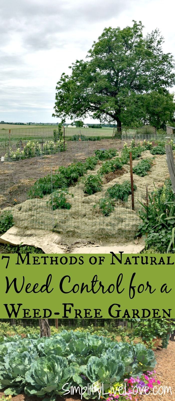 7 Methods Of Natural Weed Control For A Weed Free Garden – Artofit for Natural weed control methods that work better than chemicals