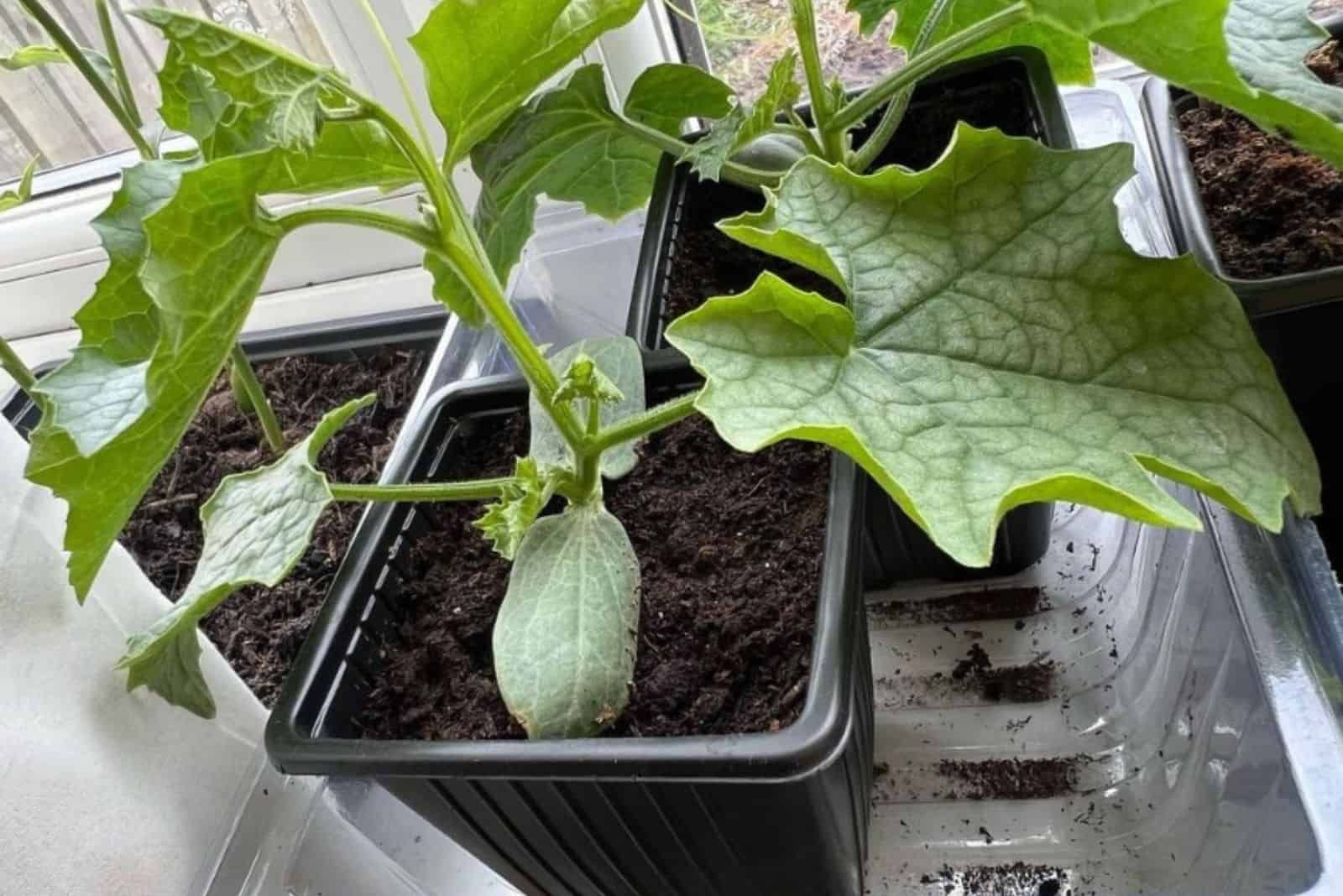 7 Tips For Growing Loofah Sponges &amp; 9 Witty Ways To Use Them throughout Natural Loofah Seed Starters