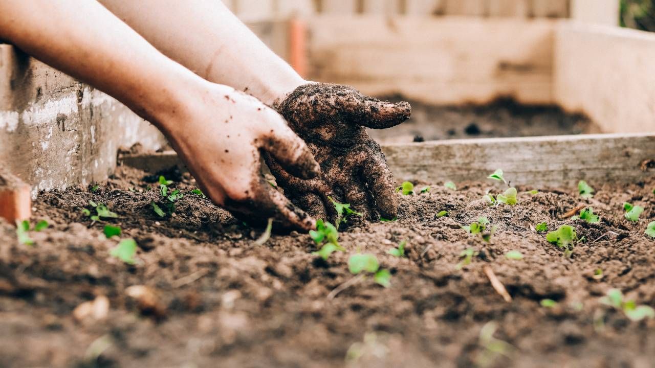 8 Eco-Friendly Gardening Tips For A Greener Sustainable Garden | T3 with regard to Eco-Friendly Hand Cultivator