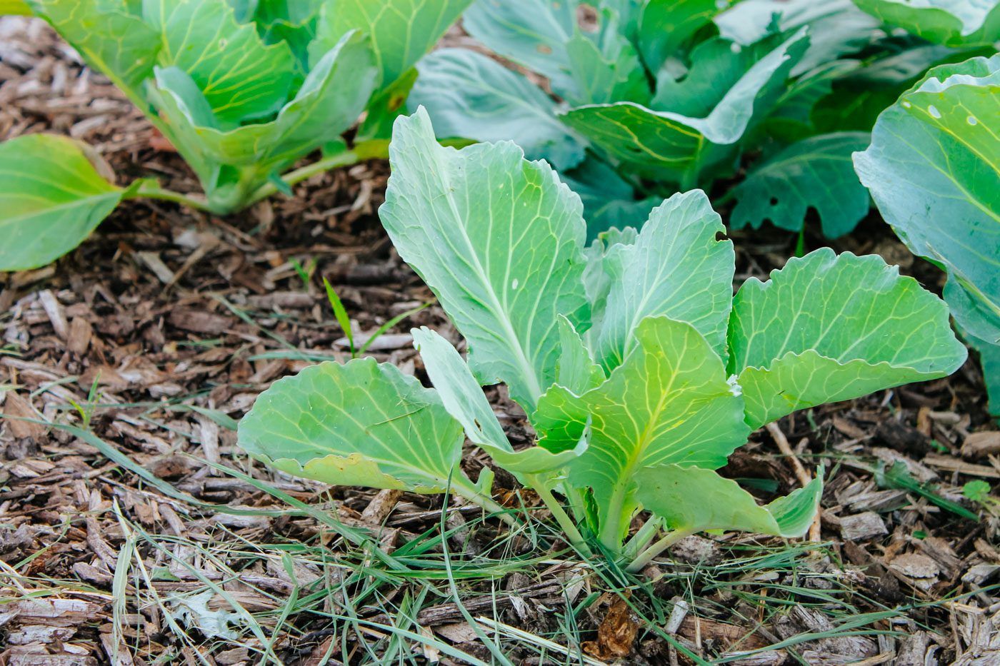 8 Ways To Naturally Control Weeds - Wholemade Homestead regarding Eco-Friendly Weed Barrier Green