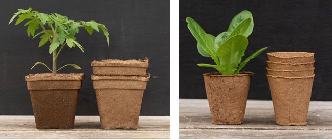 About: Biodegradable Pots – Lia's Garden At Commonwealth inside Compostable Seedling Pots Green