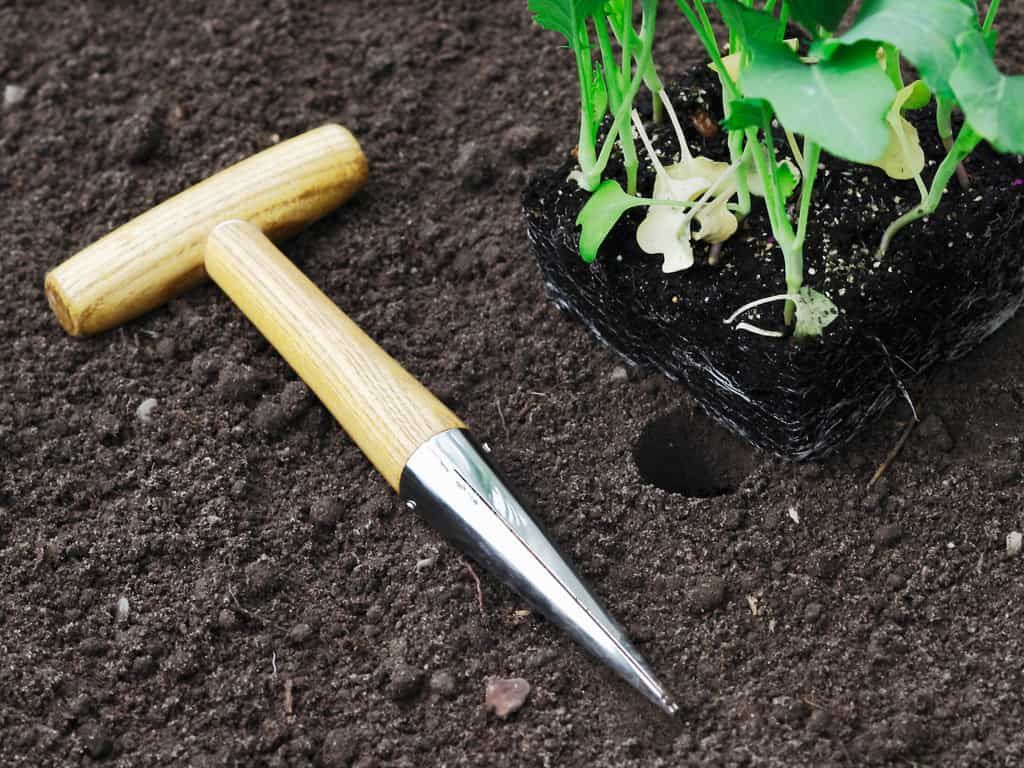 All About Dibbers: How To Choose One &amp; How To Use It regarding Recycled Steel Garden Dibber