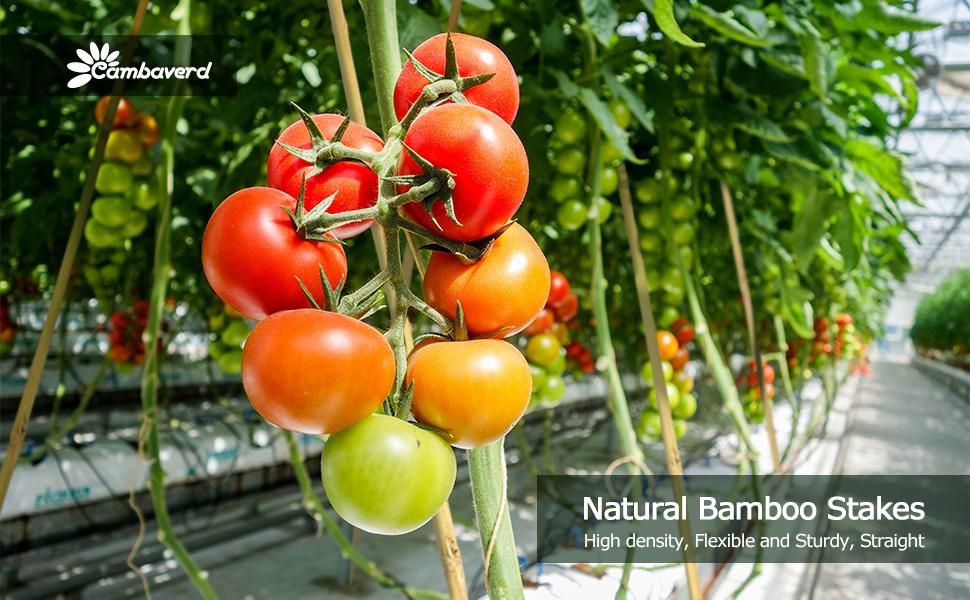 Amazon.com : Cambaverd 6Ft Bamboo Garden Stakes Eco-Friendly Plant ... for Eco-Conscious Gardeners Choose Bamboo Stakes for Their Plant Support Needs