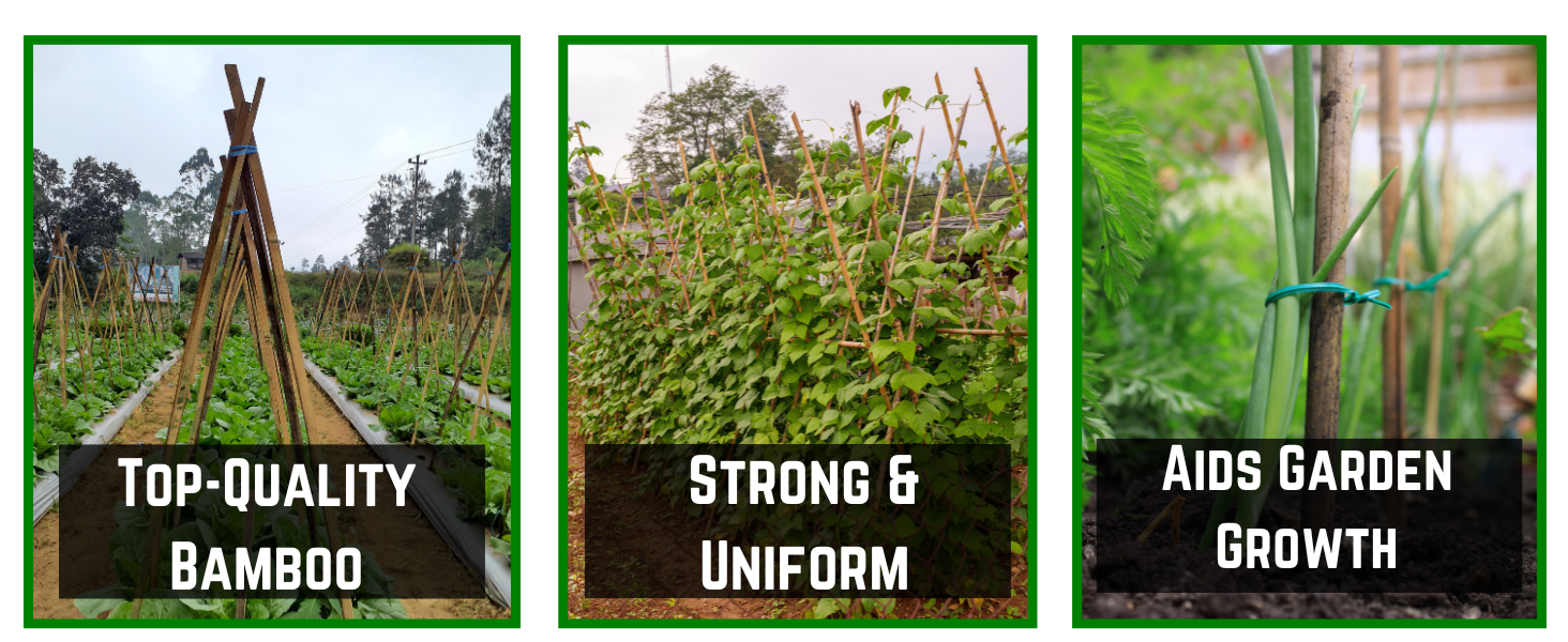 Amazon.com : Farm Plastic Supply - Bamboo Garden Stakes - Bambo Sticks ... with Building Sustainable Gardens with Bamboo Plant Stakes Eco Solutions