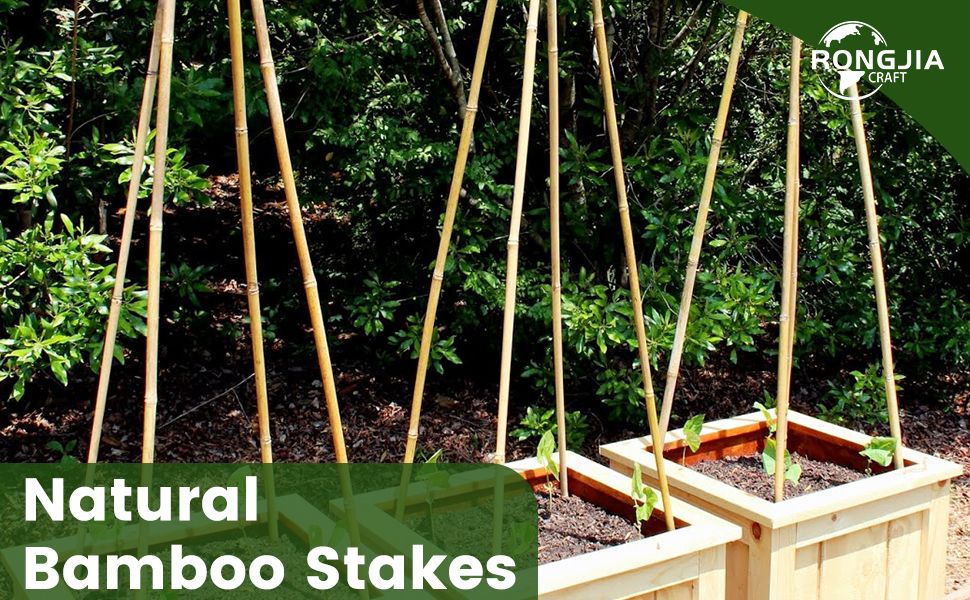 Amazon.com : Strong Bamboo Stakes, Multi-Purpose Bamboo Plant Support ... pertaining to Bamboo Plant Stakes Eco Friendly