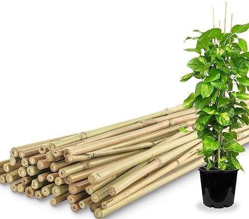 Amazon.com : Swangsa 55 Pack Bamboo Stakes For Plant 4 Feet, Bamboo ... inside Eco-Conscious Gardeners Choose Bamboo Stakes for Their Plant Support Needs