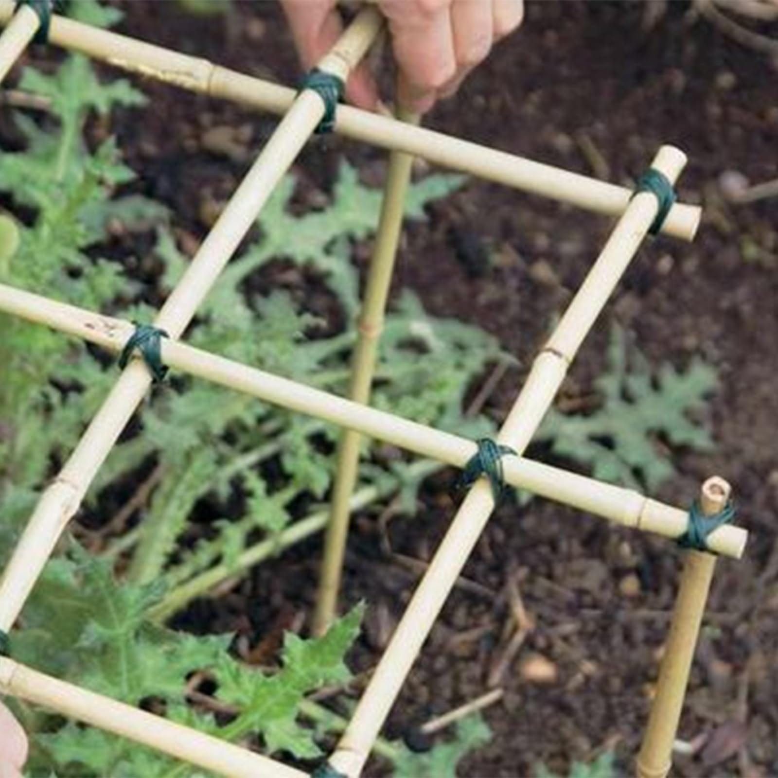 The Hidden Benefits of Using Bamboo Plant Stakes in Eco-Friendly Agriculture