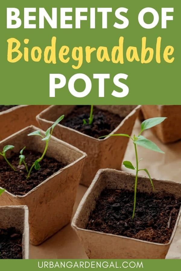 Benefits Of Biodegradable Pots - Urban Garden Gal pertaining to Compostable Seedling Pots Eco