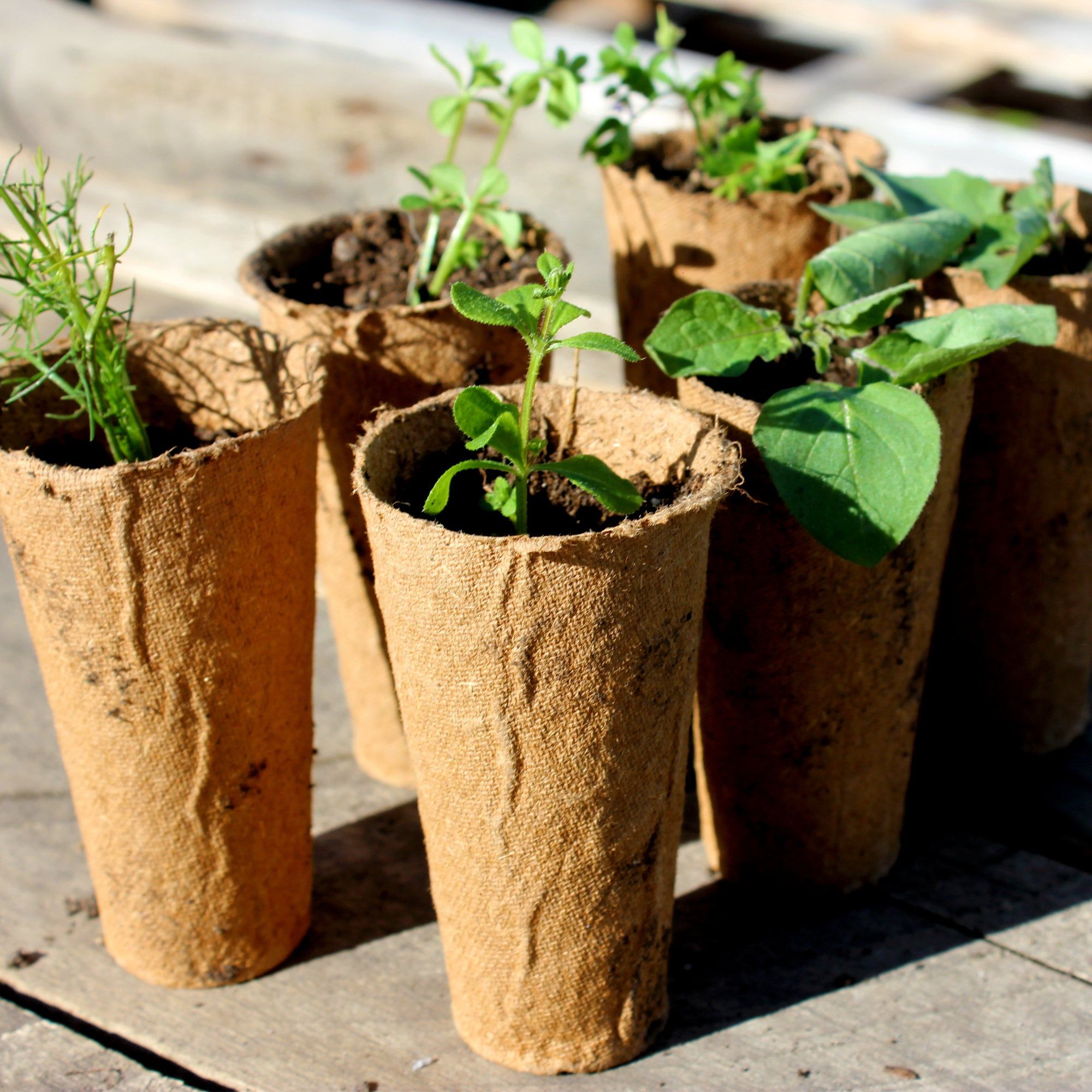 Eco-conscious gardeners discover the benefits of biodegradable pots