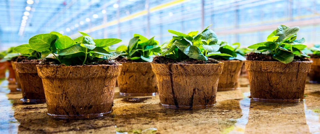 Biodegradable Pots For Container Gardening - My Plant Warehouse ... throughout How biodegradable containers support sustainable gardening practices