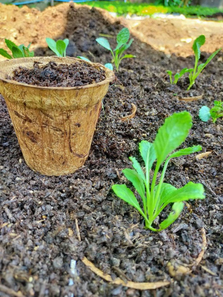 Understanding the benefits of non-toxic seed starter pots for healthy plant growth