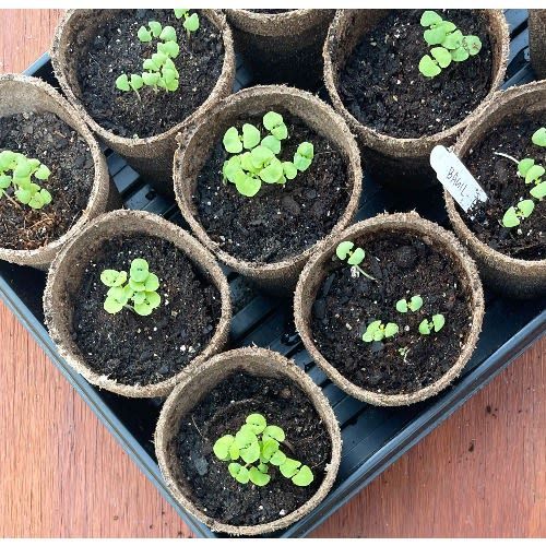 Biodegradable Seed Starting Pot - 3" | Konga Online Shopping in Biodegradable Seed Tray Starter